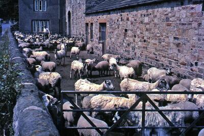 Ilkley Rd 1960s Low Holme House farm sheep