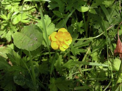 Marchup Ghyll 2005-08 Double buttercup02