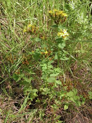 Marchup Ghyll 2005-08 Square stem St John's Wort01