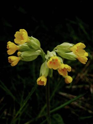 Marchup Ghyll 2006-05 Cowslip flower