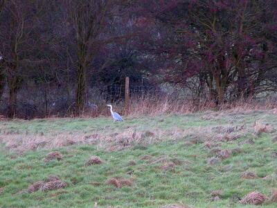 Heron in field 2004-12-1701