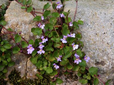 Ivy Leaved Toadflax01 2006-05-04