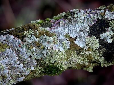 Lichens on tree02_edited