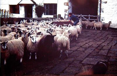 Reynard Ing Farm 1977 Sheep