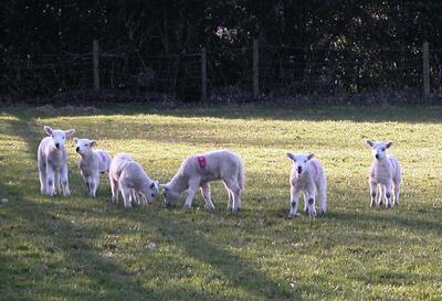 Sheep & Lambs, Southfield 2006-03-2610