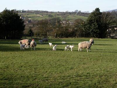Sheep & Lambs, Southfield 2006-03-2614