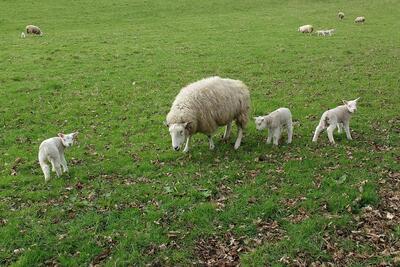 Sheep _ lambs