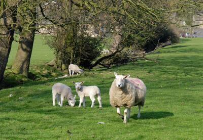 Lambs & Sheep 2