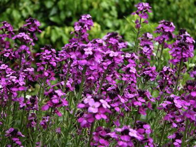 Lay By Gardens 2006-05 Bowles Mauve wallflower