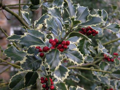 Lay By Gardens 2006-12 Variegated Holly berries