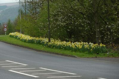 Ilkley Rd 2011- 04 Daffodils (5)