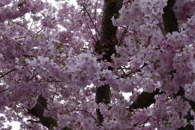 Ilkley Rd 2014 - 04 Cherry Blossom